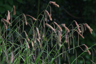 Carex pendulaHangende zegge bestellen